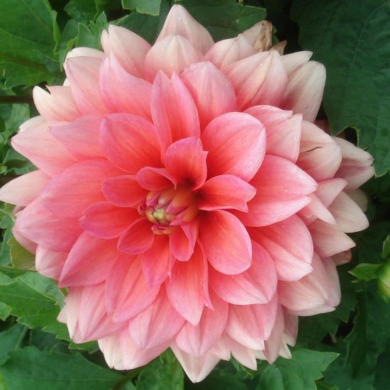 Picture of  Berliner Kleene Dahlia Plant