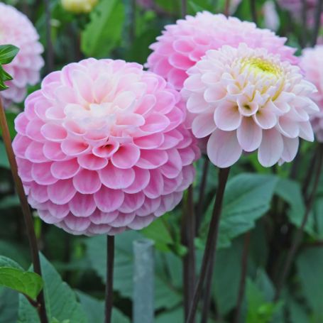 Picture of  Wizard of Oz Dahlia Plant