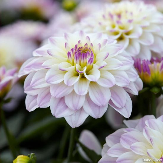 Picture of  Monet Dahlia Plant