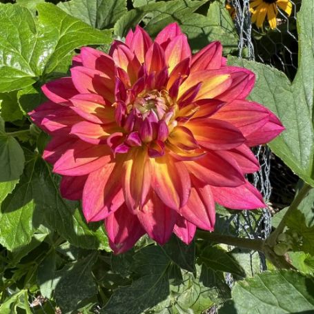 Picture of  Fire Pot Dahlia Plant