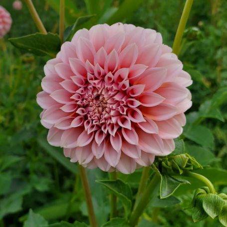 Picture of  Peaches and Cream Dahlia Plant