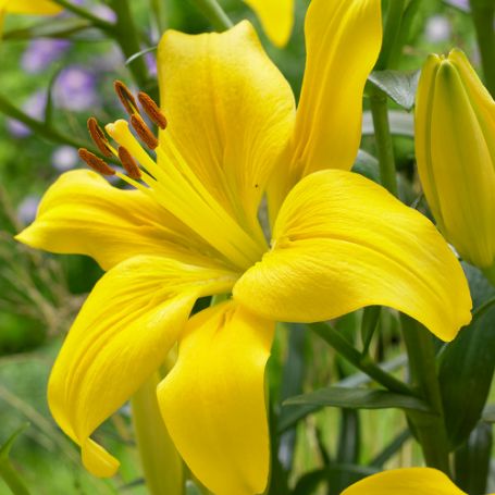 Picture of Yellow County Lily Plant