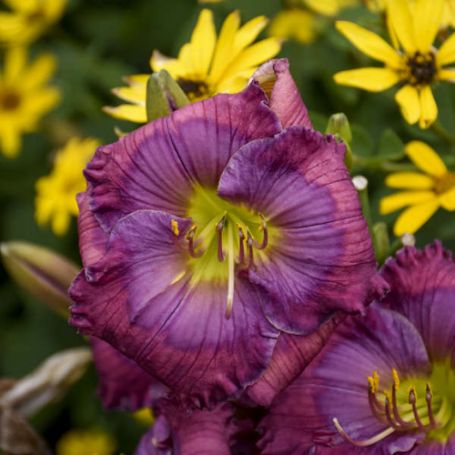 Picture of Lavender Blue Baby Hemerocallis Plant