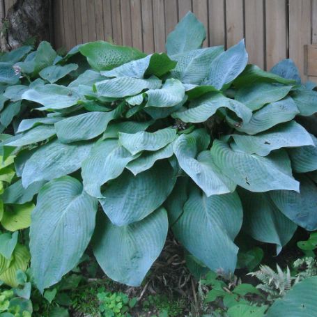 Picture of Big Daddy Hosta Plant