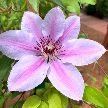 Picture of Nelly Moser Clematis Plant