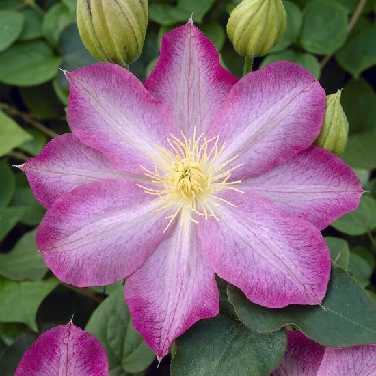 Picture of Asao Clematis Plant