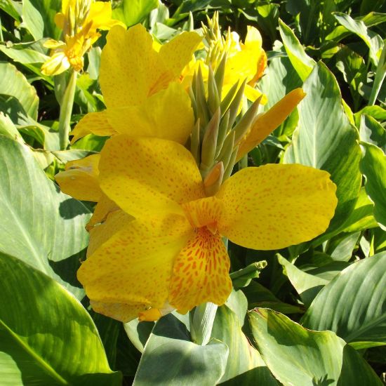 Picture of Golden Girl Canna Plant