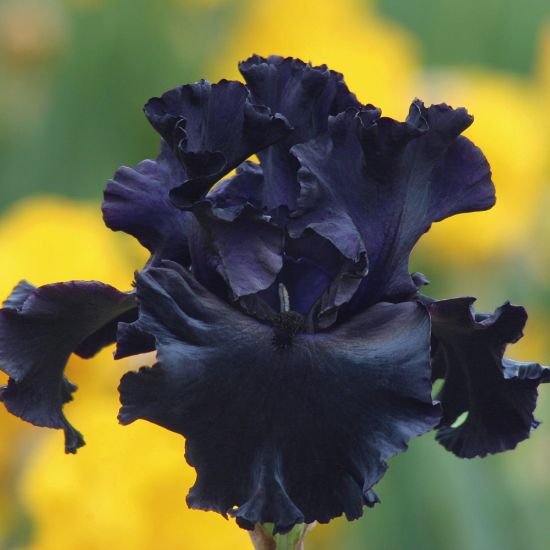 Picture of Black Bearded Iris Plant