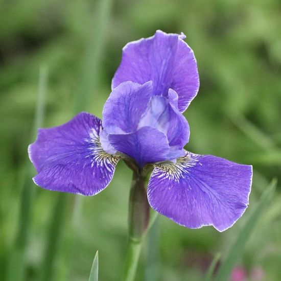 Picture of Silver Edge Iris Plant