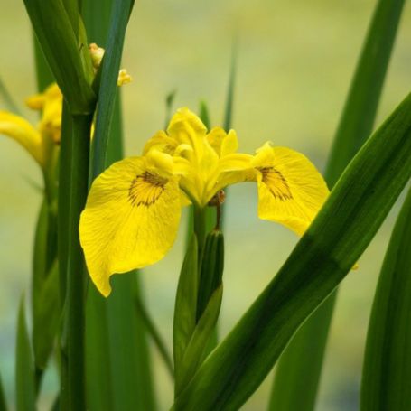 Picture of Yellow Bearded Iris Plant