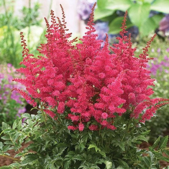 Picture of Granaat Astilbe Plant