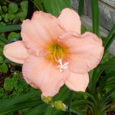 Picture of On and On Hemerocallis Plant