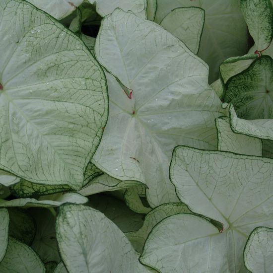 Picture of  Moonlight Caladium Plant