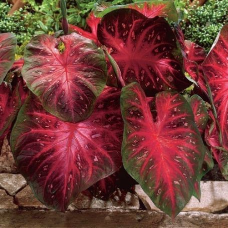 Picture of Red Flash Caladium Plant