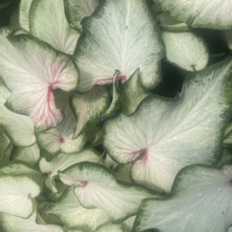 Picture of Pearl Blush White Christmas Caladium Plant