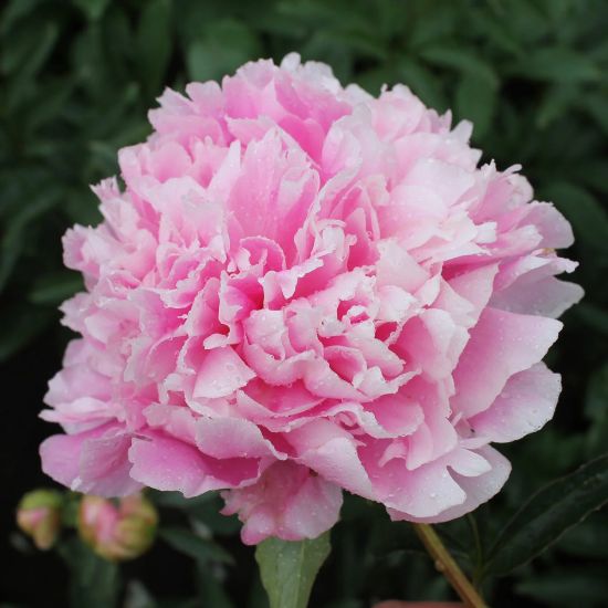 Picture of Pink Parfait Peony Plant