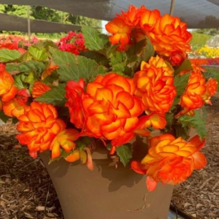 Picture for category Orange Flowering Annuals