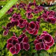 Aristo Black Beauty Geranium Plant