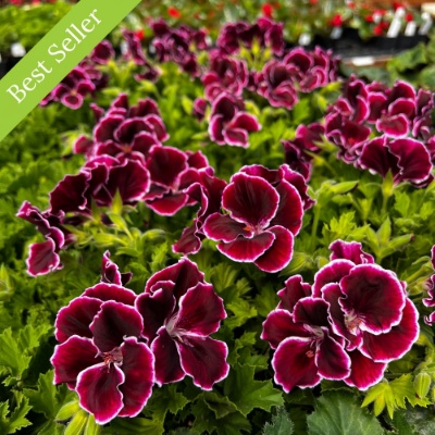 Aristo Black Beauty Geranium Plant