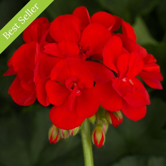 Americana Bright Red Geranium Plant