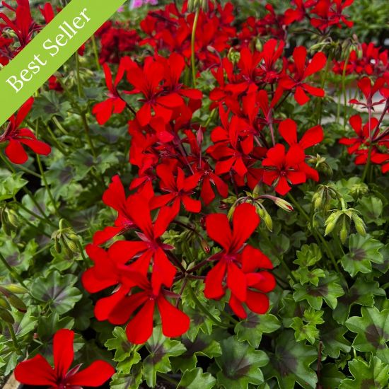 Cascade Dark Red Geranium Plant