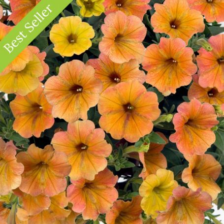 Cascadias Indian Summer Petunia Plant