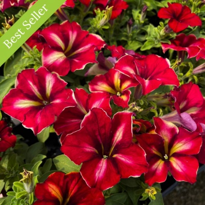 Crazytunia Mandevilla Petunia Plant