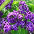 Fragrant Delight Heliotrope Plant