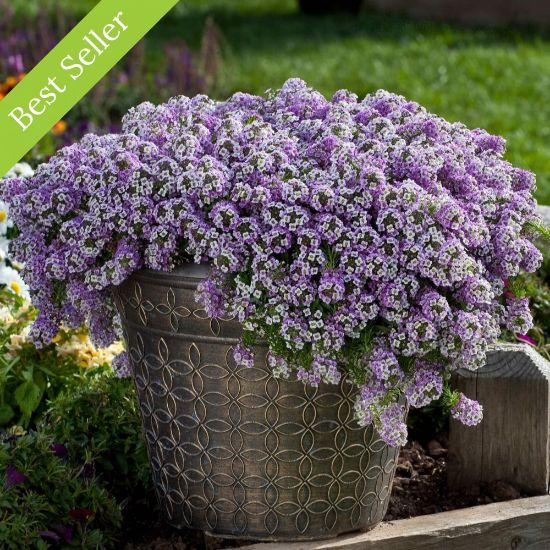 Lavender Stream Lobularia Plant