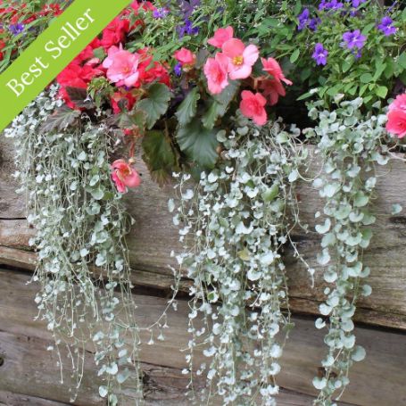 Silver Falls Dichondra Plant