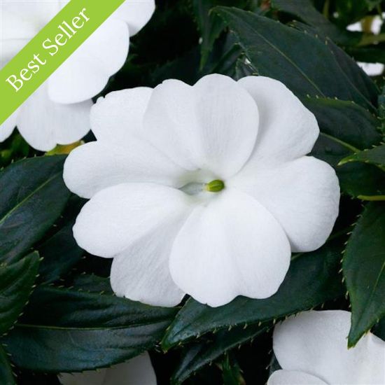 SunPatiens Vigorous Classic White Impatiens Plant