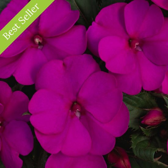 SunPatiens Compact Purple Impatiens Plant