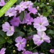 SunPatiens Vigorous Orchid Impatiens Plant