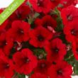 Surfinia Deep Red Petunia Plant