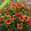 Arizona Sun Gaillardia Plant blooming full of flowers