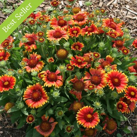 Arizona Sun Gaillardia Plant blooming full of flowers