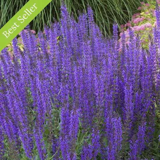 Blue Hill Salvia Plant full of flowering spikes