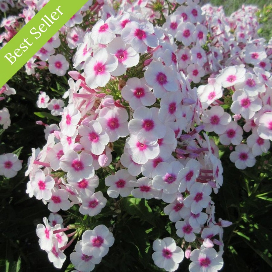 Cherry Cream Garden Phlox Plant