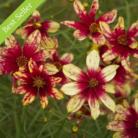 Cruizin Route 66 Coreopsis Plant