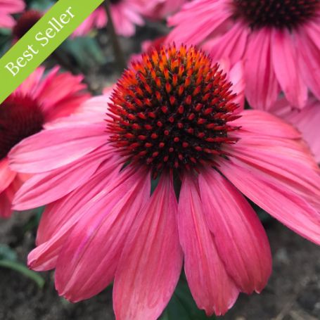 Eye-Catcher Coral Craze Echinacea Plant