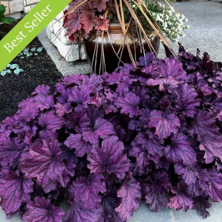 Forever Purple Heuchera Plant