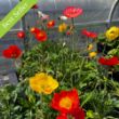 Champagne Bubbles Papaver Plant