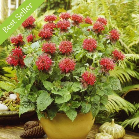 Fireball Monarda Plant