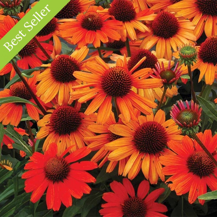 Kismet Intense Orange Echinacea Plant