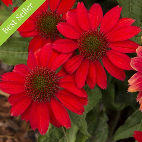 Sombrero Salsa Red Echinacea Plant