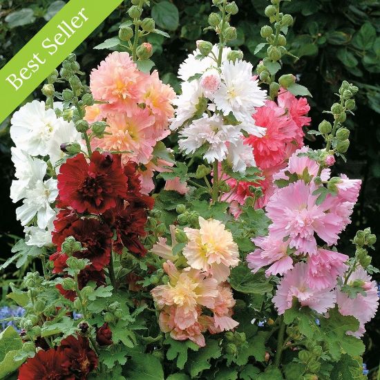 Spring Celebrities Mix Alcea Plant