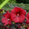 Summerific Holy Grail Hardy Hibiscus Plant