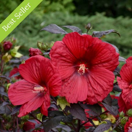 Summerific Holy Grail Hardy Hibiscus Plant