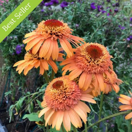 Supreme Cantaloupe Echinacea Plant