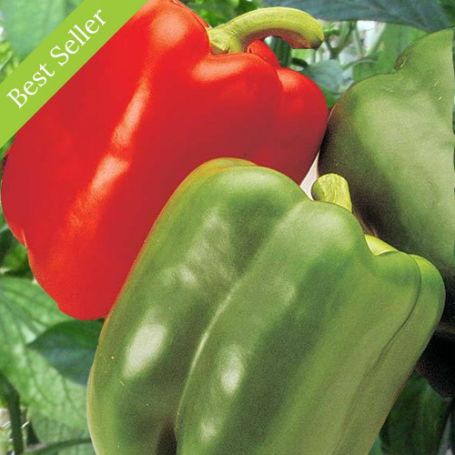 Aristotle Sweet Pepper Plant